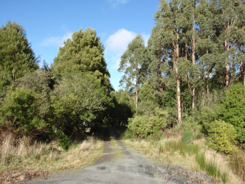 Beech Forest Mount Sabine Rd