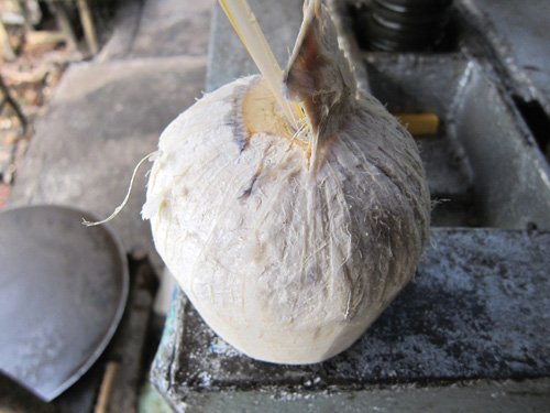 ココナッツ工場