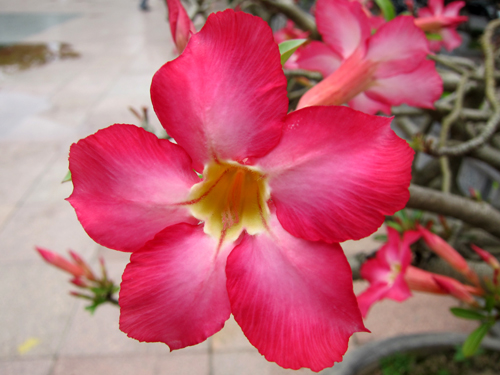 Lý Thái Tổ