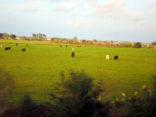 Sunset Limited