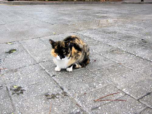 雨上がりのミハス